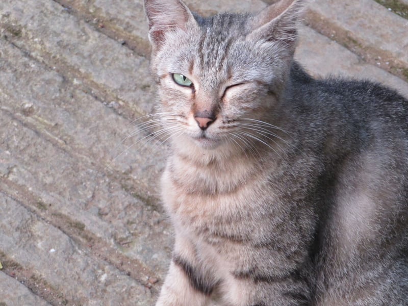 Cats often communicate with their facial expressions and eyes. If they feel they need to be on high alert, their eyes will be wide and focused. A cat with partially open, relaxed eyes is showing you that they feel content and safe in your presence. If your cat slowly blinks at you, it is an ultimate sign of trust and affection. Next time you see your cat looking your way with relaxed eyes, try slowly blinking at them and see how they respond! 
