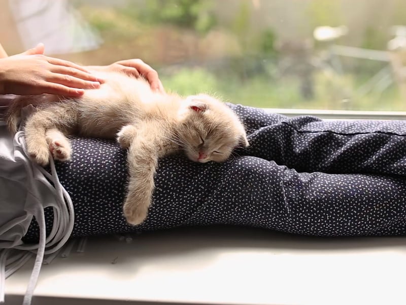 Sleeping is a cat's most vulnerable state. In the wild, they only sleep in places where they feel hidden and safe. So when a cat chooses to sleep near you—or even on you—it's their way of saying, "You make me feel secure." Any cat owner can agree that there's nothing more comforting than having a cat sleep peacefully on your lap.