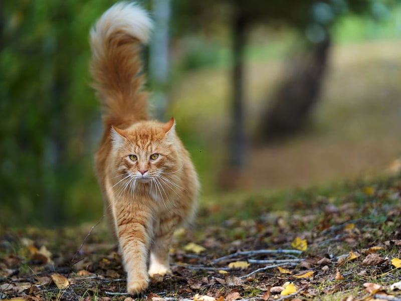 Cats use their tail positions to communicate their mood. A happy cat that is greeting you as a member of their family will hold their tail high and sometimes curved in a question mark pose. This is their way of saying “Hi, I’m friendly and happy.”