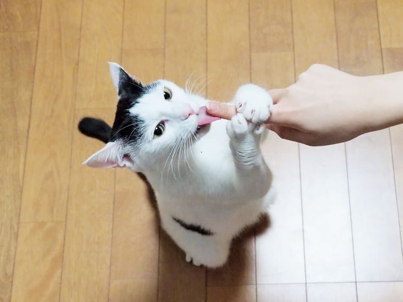 Although their tongues feel a bit peculiar, your cat grooming you is a clear sign that they consider you family. Cats are self-sufficient in terms of grooming, however bonded groups of cats will groom one another, which is known as ‘allogrooming’. This is a way for them to bond, swap scents and unify the group. 