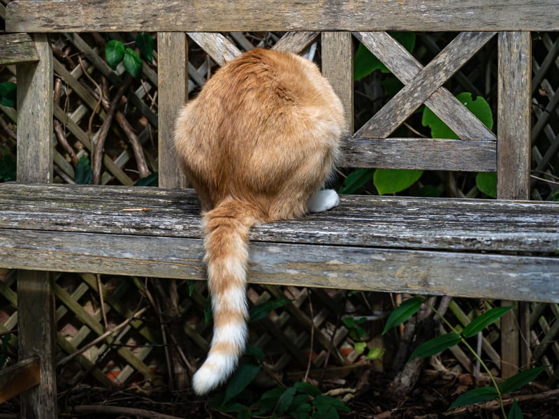 Similar to when they show us their bellies, presenting their bottom is another way cats display vulnerability. Cats that love and trust us will often bring their backside close to our face. Though it’s not the most enjoyable sign of endearment, your cat is essentially saying, “I trust you, let’s be friends.”