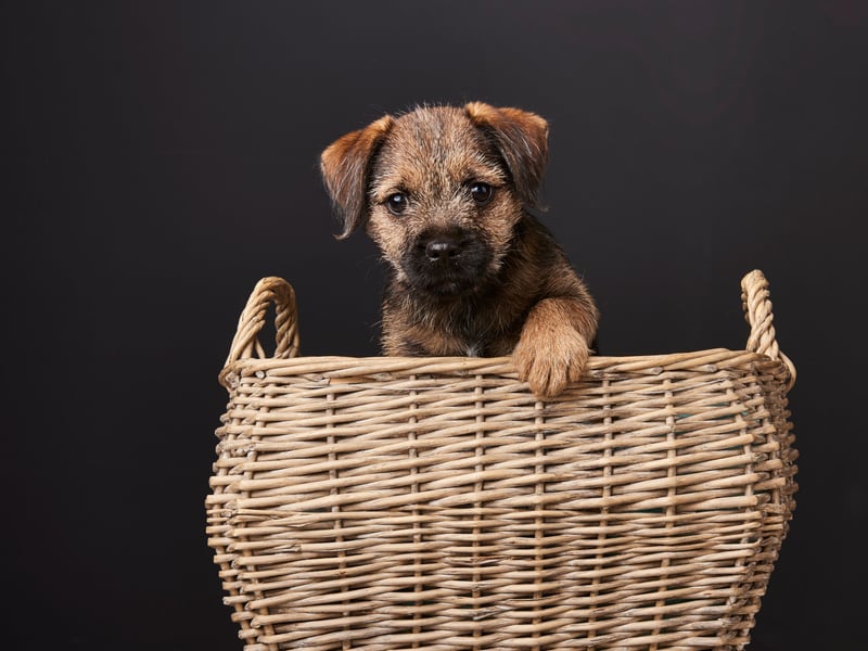 Named after the Scotland-England border where it originated, the plucky Border Terrier had 3,675 Kennel Club registrations in 2024, making it the second most popular Terrier in the UK and the 11th most popular overall - completing our list.