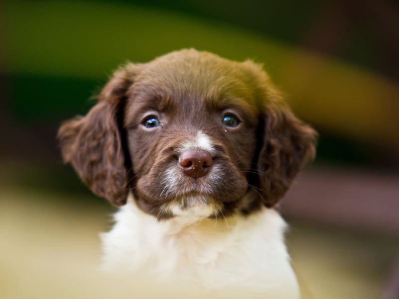 There were 6,527 new Springer Spaniels registered with the Kennel Club in 2024, making them the sixth most popular dog - and the fourth most popular breed in the gundog group. They get their name from the fact that hunters used them to 'spring' birds out of their hiding places.