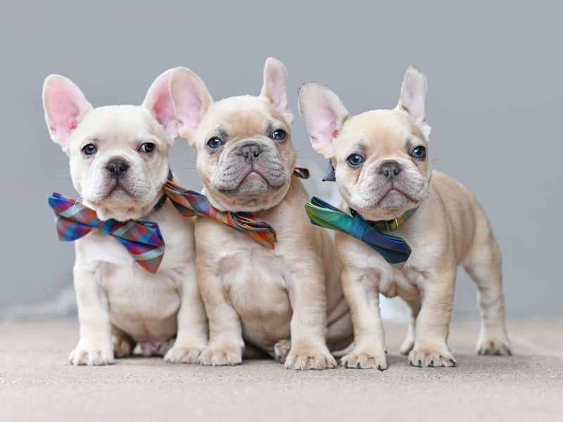 The French Bulldog has been challenging the Labrador for the title of Britain's favourite dog in recent years - often appearing in second place. It lagged well behind in 2024 though, with 13,789 registrations putting the adorable breed in third place. 