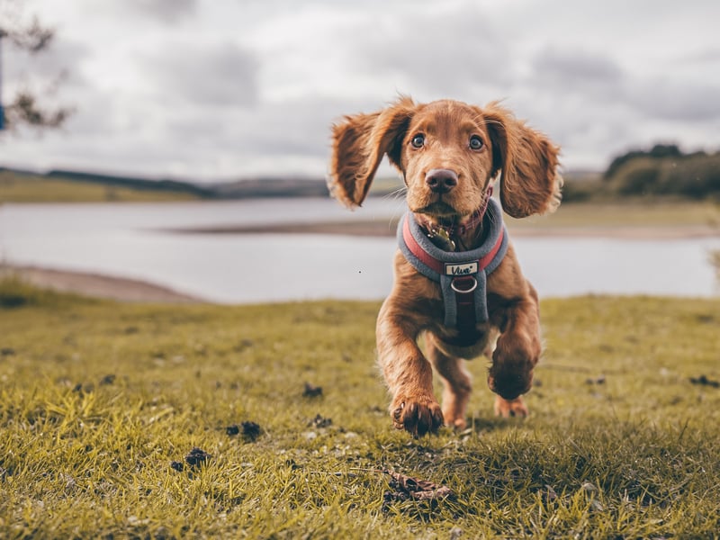 Second spot when it comes to the most popular dogs goes to the Cocker Spaniel. Originally bred as a hunting dog they get their name from the fact they used to specialise in hunting woodcock. There were 23,177 registered with the Kennel Club in 2025. 