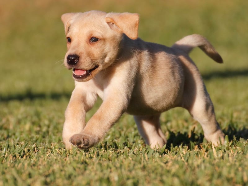 They are the world's most popular dog and the Labrador Retriever remains the most commonly registered breed in the UK by quite some distance. Breeds like the French Bulldog have challenged the Lab's dominance in the last decade, but they didn't come close in 2025. There were a huge 34,141 new Labradors registered with the Kennel Club last year.
