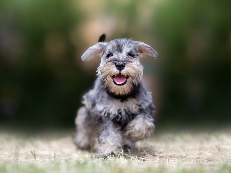 Originally bred by German farmers to hunt rats and other vermin, the Miniature Schnauzer is now more at home curled up on a couch. There were 3,695 new puppies registered in 2024 - putting the breed in 10th spot when it comes to the most popular pet dogs.