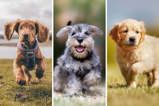 Most Popular Dog Breeds Latest: These are the 11 top dogs in the UK