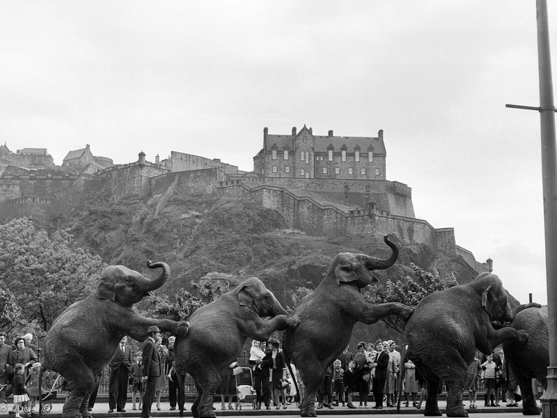 Elephants from a visiting circus parade down Princes Street in June 1956.