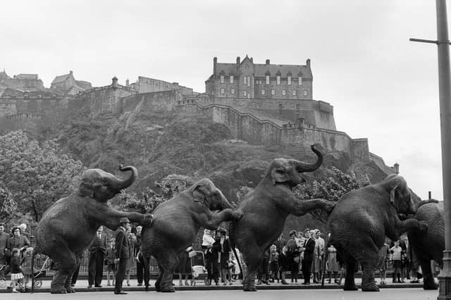 Elephants from a visiting circus parade down Princes Street in June 1956.