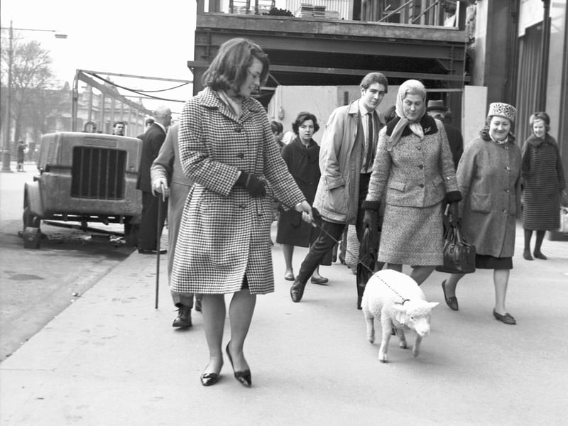Marie Cadzow of East Lothian takes her pet lamb for a walk in Princes Street in March 1966.