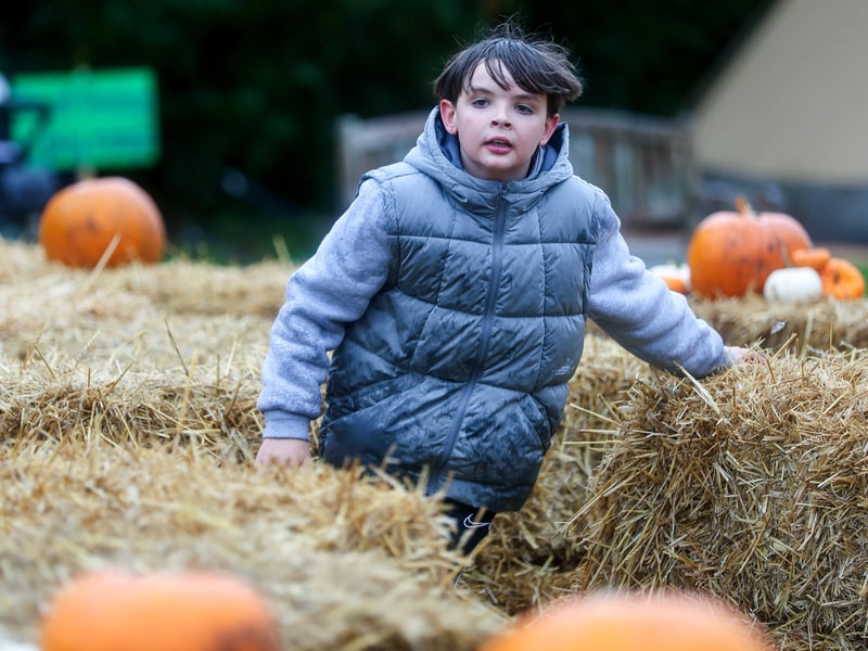 Freddie Meare, 9, in the maze at Spookesbury. Picture: Chris Moorhouse (291025-55)