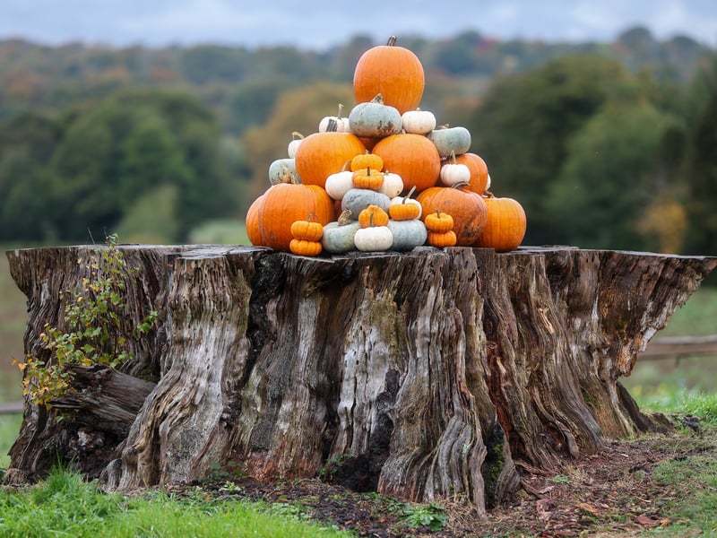 Pumpkin display at Rookesbury Park. Picture: Chris Moorhouse (291025-50)