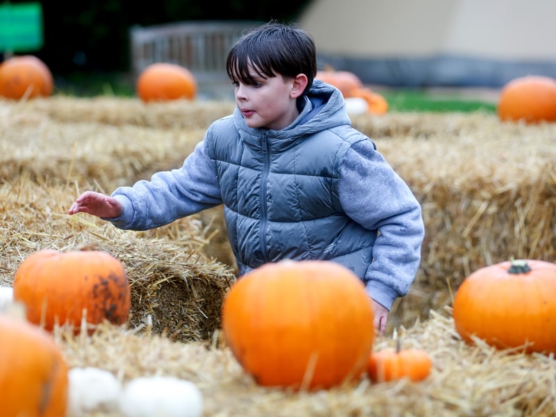 Freddie Meare, 9, racing through the maze.
Picture: Chris Moorhouse (291025-54)