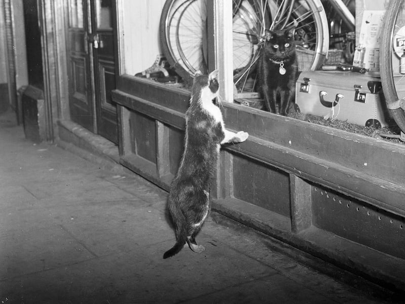 A cat in Cockburn Street looks at other cat in a shop window in July 1954.