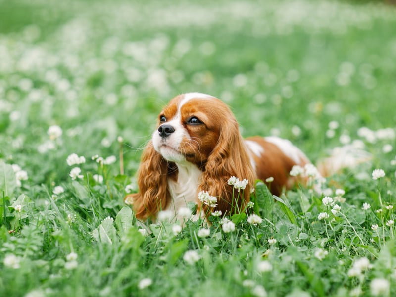 Two dog breeds are tied at a 62 per cent approval rating - one small and one big. First up is the big-eyed Cavalier King Charles Spaniel. These long-eared characters were bred to resemble King Charles II's spaniel of the English Civil War period. His supporters at that time were called Cavaliers and the two were combined to create the doggy name.