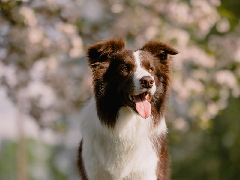 Also with a 72 per cent approval rating is the Border Collie - officially the world's most intelligent dog (according to scientific research). The ultimate in herding dogs, we'd suggest many of them can happily outsmart their owners.