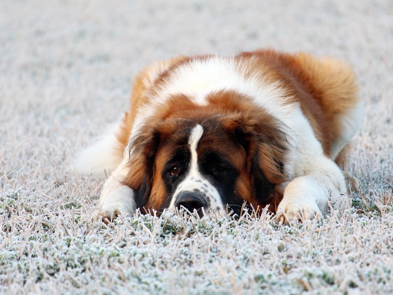 Famous for taking part in Alpine mountain rescues (often portrayed with a barrel of brandy around its neck), the Saint Bernard (or St. Bernard, depending on tastes) is the classic gentle giant. It's even known as the nany dog given how gentle it is with children. It has a 62 per cent approval rating.