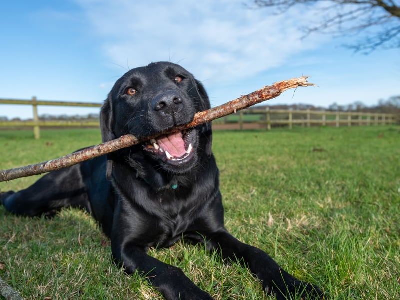 Second spot, with 77 per cent of people having a positive opinion of them, goes to the notoriously-friendly Labrador Retriever - be it black, yellow, chocolate or fox coloured. Named after the Canadian region from which it orginated, the Labrador is the world's most popular dog. Look at that furry wee face. What were the other 23 per cent thinking?