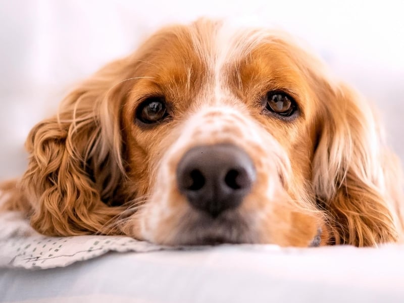 The top five most popular dogs, according to YouGov polls, is completed by the delightful Cocker Spaniel. There are actually two slightly different types - the merican Cocker Spaniel and the English Cocker Spaniel. Both were named after their invaluable assistance in hunting woodcock (a type of game bird). It earns a popularity rating of 70 per cent.