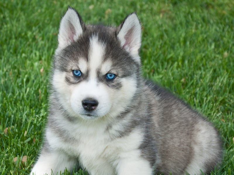 There's a four-way tie for ninth spot - with each breed having a popularity rating of 61 per cent. First up is the indefatigable Alaskan Husky, capable of pulling sleds laden with people and supplies across miles of frozen tundra. It's worth noting though, that this is a breed that can be strong-willed so are only really suitable for experienced dog owners.