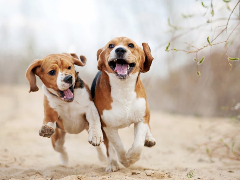 To know a Beagle is to love a Beagle - something that 61 per cent of those polled clearly understand. First bred in Britain to hunt rabbits and hares, it's not commonly kept as a beloved family pet. A talented scenthound, they can sniff out a treat at 200 yards.