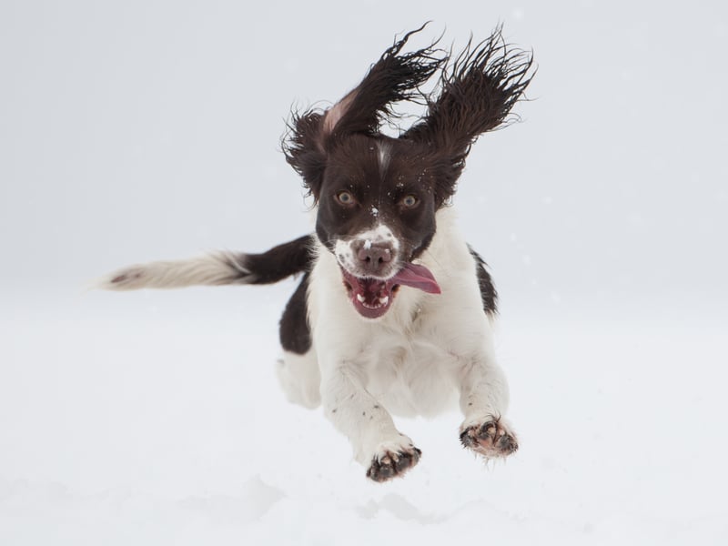 Completing our list, and the last of the breeds with a 61 per cent approval rating, is the English Springer Spaniel (as opposed to the slightly different Welsh Springer Spaniel). They have a near-identical lineage to the Cocker Spaniel but were bred to be slightly larger so they would be more helpful in 'springing' game birds out of hiding. They are now often used as sniffer dogs, so you don't particularly want to catch one's attention at an airport.