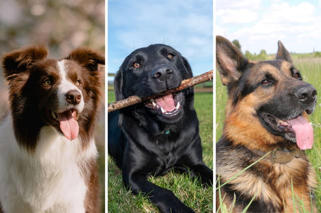 Three of the dogs the British public love the most.