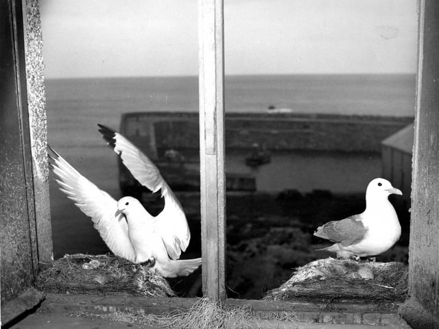 Nesting kittiwake gulls on the windows of the Granary building at Dunbar Harbour in June 1960.
