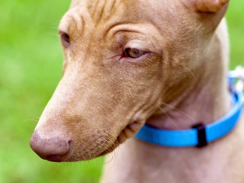 Secind on our list of misunderstood pups is the Cirneco dell'Etna, which only 9 per cent of people have a positive impression of. It is an Italian breed of hunting dog from the  island of Sicily, named after the famous Etna volcano.