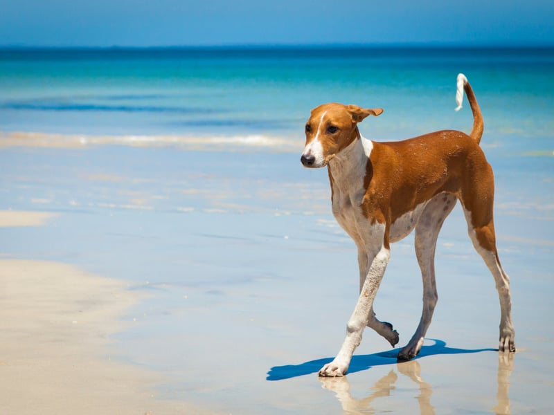 The least popular breed of dog in the UK - with an approval rating of just 8 per cent - is the Azawakh. It's a breed of dog from West Africa that is commonly used as a guard and hunting dog by the Tuareg, Fula and various other nomads of the Sahara and sub-Saharan Sahel in the countries of Mali, Niger, Burkina Faso, and southern Algeria.