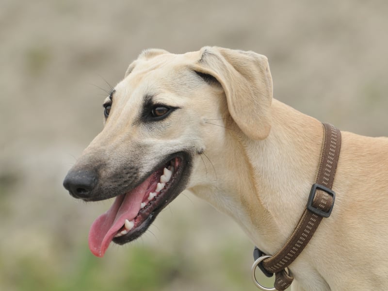 The Sloughi, also known at the Arabian Greyhound, has a paw-ltry 15 per cent approval rating. It's an ancient breed from North Africa, most commonly kept as pets in Algeria, Morocco, Tunisia, Libya, and Egypt.