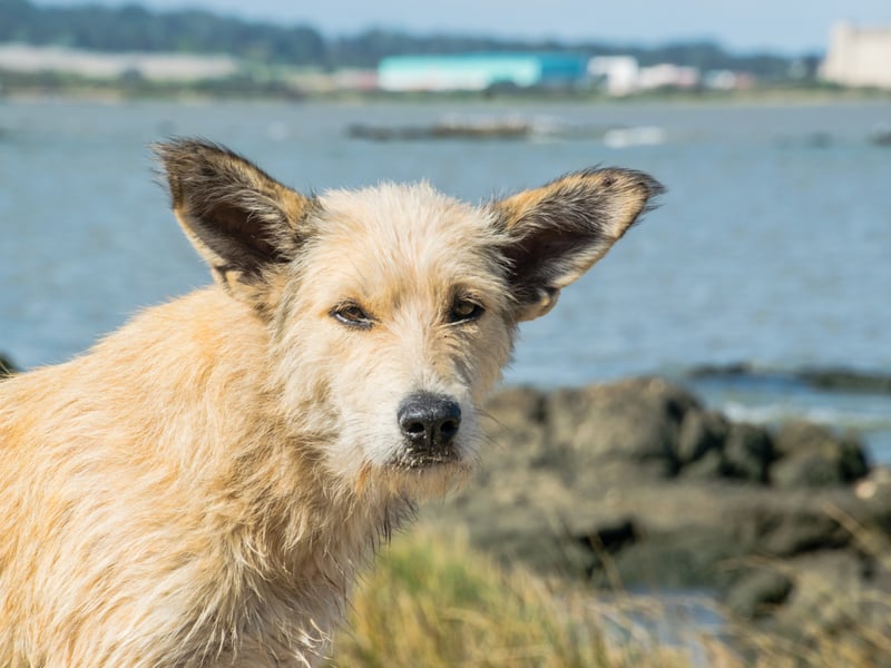 It may sound like a member of the 'Star Trek: The Next Generation' cast, but the Berger Picard, also known as the Picardy Shepherd, is a French herding dog originating in Picardy. They are rare after nearly dying out completely after World War II. A total of 16 per cent of people have nice things to say about them.