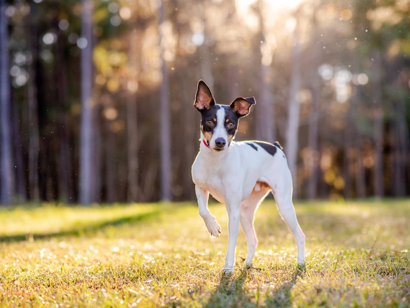 An American breed that, as the name would suggest, was traditionally used to control vermin on farms, the Rat Terrier perhaps suffers from its less-than-attractive name - only 13 per cent of people have a positive opinion of them. They are a rare breed, even in America, and are now most commonly kept as family pets.