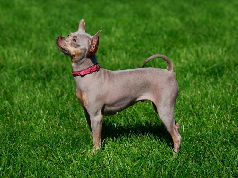 Completing the top (or bottom) five is the less-than-cuddly-sounding American Hairless Terrier, with an approval rating of 16 per cent. They were first bred from Rat Terriers in 1972 and are used as companion pets.