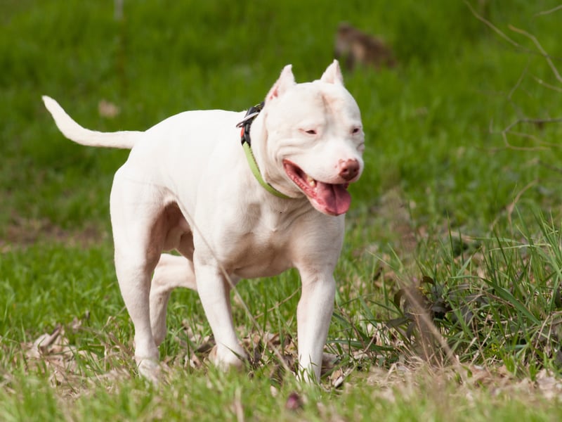 It's perhaps not surpising that people have a negative image of the Dogo Argentino - which is banned in the UK due to the breeds' perceived aggression, strength, and history of being used in dog fighting. It was originally bred in Argentina to hunt large game animals such as wild boar, and pumas. The fearsome breed has a popularity rating of 16 per cent.