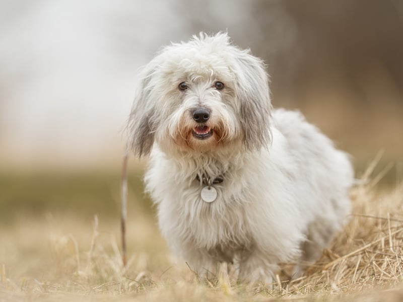 Completing our list, with a popularity rating of 21 per cent, is the Coton de Tuléar. This small dog breed is named after the city of Tuléar in Madagascar, where its ancestors were thought to have arrived after swimming ashore from a shipwreck.