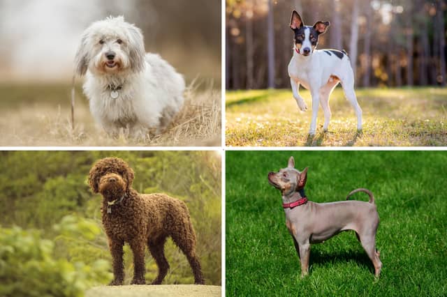 Four of the least popular dog breeds.