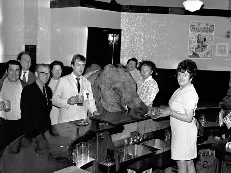 One of the elephants from Robert Brothers Circus has a beer at the Burns bar, Falkirk, in September 1971