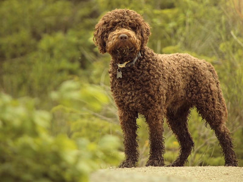 The Lagotto Romagnolo is a talented pup that is a specialist at sniffing out delivious truffles. The Italian breeds was also used as a gun dog back in the day, but still only warrants a popularity rating of 20 per cent.
