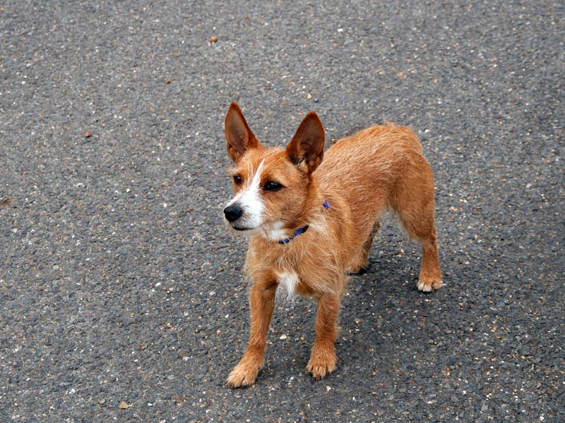 A total of 19 per cent of people have a positive impression of the Portuguese Podengo Pequeno. Also known as the Podengo Portugues or Portuguese Warren Hound, it was bred in its native Portugal to hunt rabbits by chasing them down their warrens. There are two varieties, smooth and wire-coated, and they come in three sizes - small, medium and large.