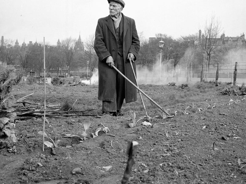 90-year-old Mr Giusepperisi at work in his allotment at the Meadows in April 1962.
