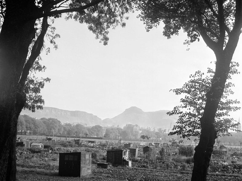 The allotments in the East Meadows October 1964.