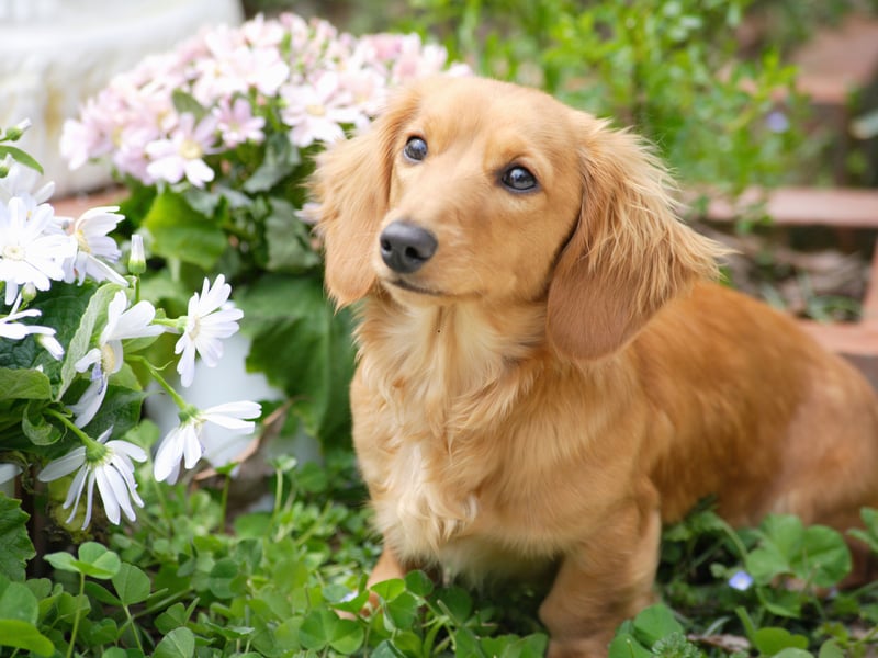Ask any Dachshund owner and they'll tell you how much their pets likes being left alone. These sausage dogs' favourite place is to be on their mum or dad's lap and would very much like to join them wherever they are going. 