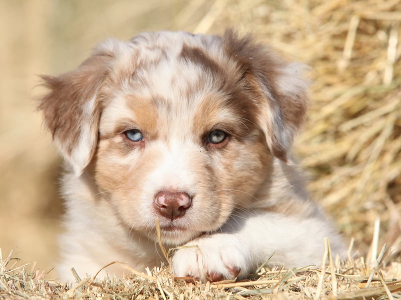 Velcro dogs come in all types. Working dogs and herding dogs can be sticky with their owners due to them being pack animals. They see their human family as being their pack and like to keep them as close as possible at all times. One great example of this is the Australian Shepherd which, despite its name, actually comes from America. 