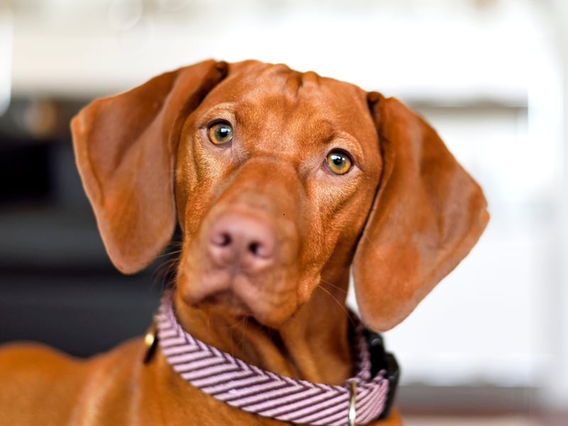 It's thought that the term 'velcro dog' was originally coined for the silky-coated Hungarian Vizsla. Thase charmers just love to be in close contact with their pet parents, whether it's on the couch or on outdoor adventures, where you can be sure they'll be right by your side at all times. 