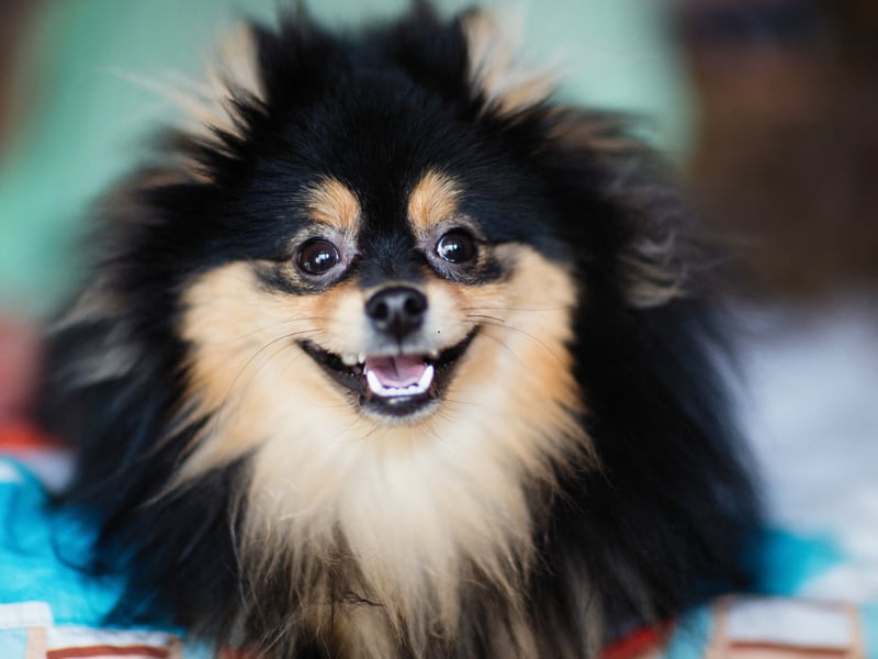 When it comes to sticky lap dogs, the Pomeranian is probably the ultimate example. They're pretty much been bred to curl up on humans, a trait that made them much beloved of Queen Victoria. 
