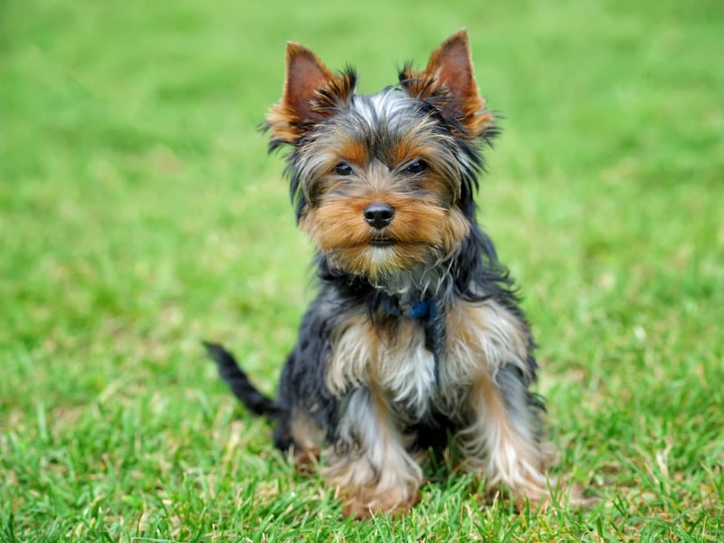 If you are getting a Yorkshire Terrier prepare to never go to the toilet alone ever again - they simply won't let you do anything by yourself. After all, if they did, something bad might happen. These dogs used to be used to catch rats, but now the only thing most of them hunt are cuddles and affection. 
