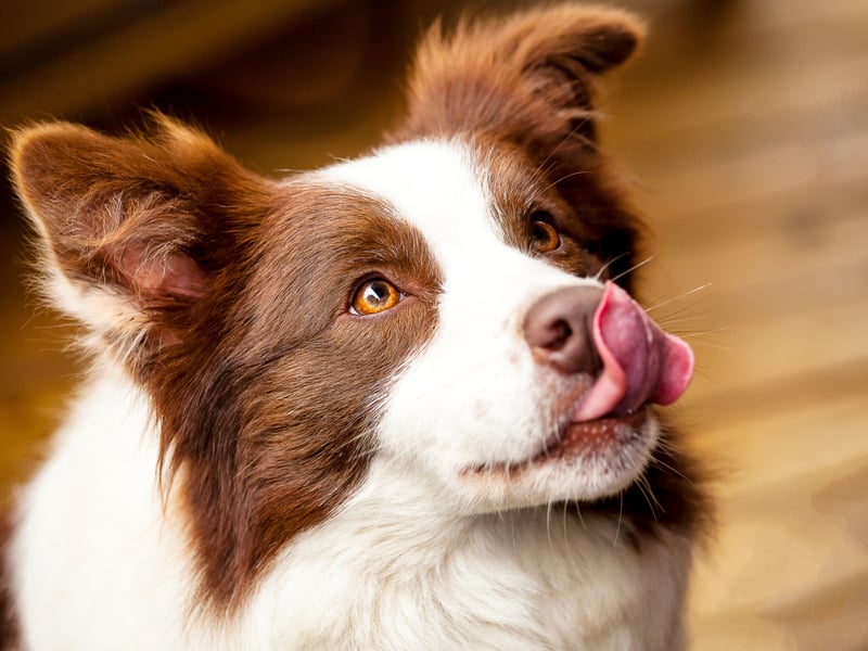 When it comes to close relationships between animals and humans, there are few closer than that formed between a Border Collie and its owner. Fiercely intelligent, these dogs are pack animals who can create a near-psychic bond that makes them perfect for herding sheep. Even as a household pet, they'll be as one with their family and will rarely want or need time along.