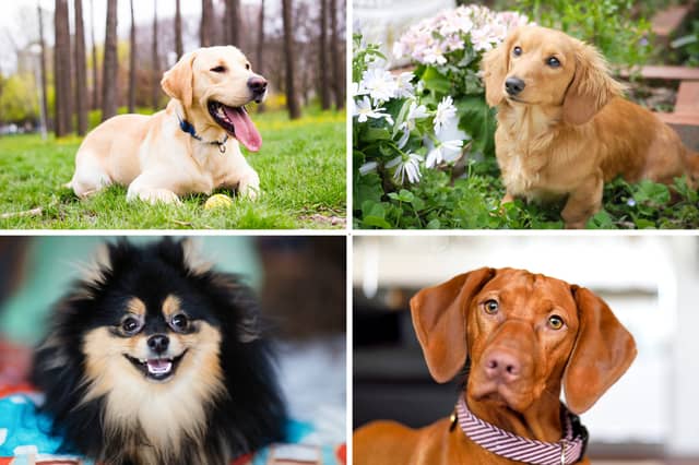 Four of the world's stickiest dog beeds.
